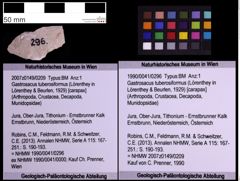 Foto (Objekt + Etiketten) von Gastrosacus tuberosiformus (Lörenthey in Lörenthey & Beurlen, 1929) (NHMW-GEO-1990-0041-0296)